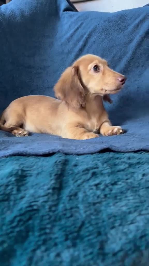 Dachshund dogs for sale: Last Gorgeous Longhaired Male! - Video 1