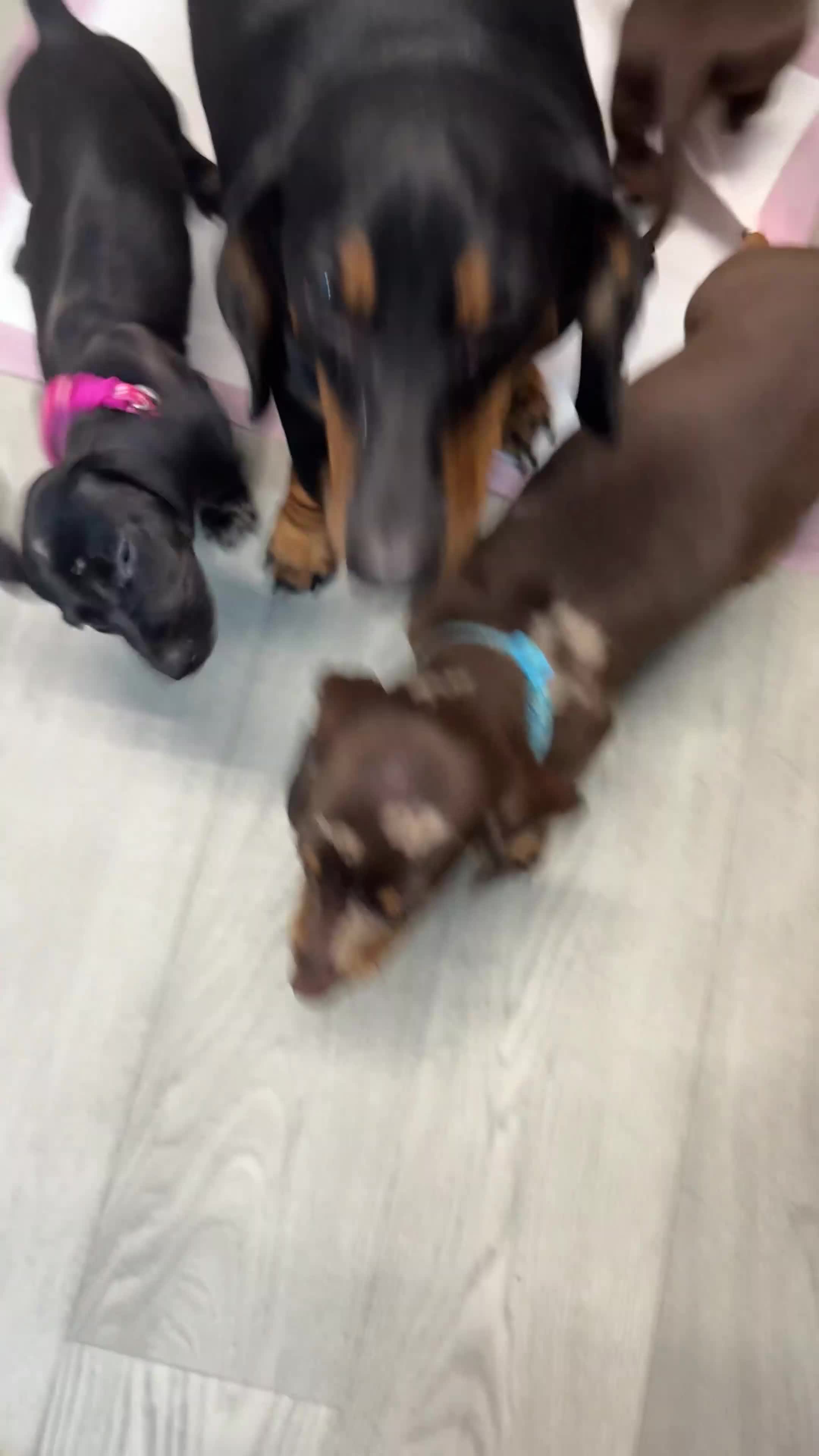 Miniature Dachshund dogs for sale: Gorgeous minix dachshund puppies ready now! - Video 1