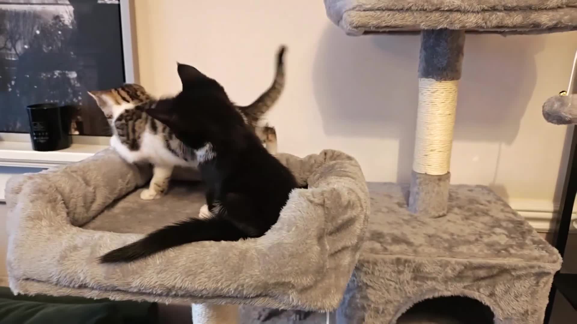 Mixed Breed cats for sale: Bengal Marble & British Shorthair  - Video 3