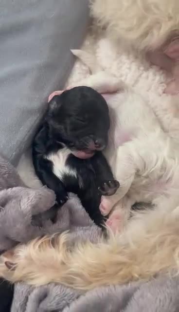 Mixed Breed dogs for sale: Adorable jackacavapoo puppies only 2 left  - Video 1