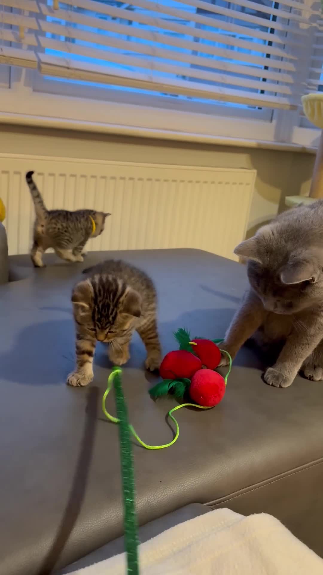 British Shorthair cats for sale: Gorgeous British shorthairs kittens - Video 2