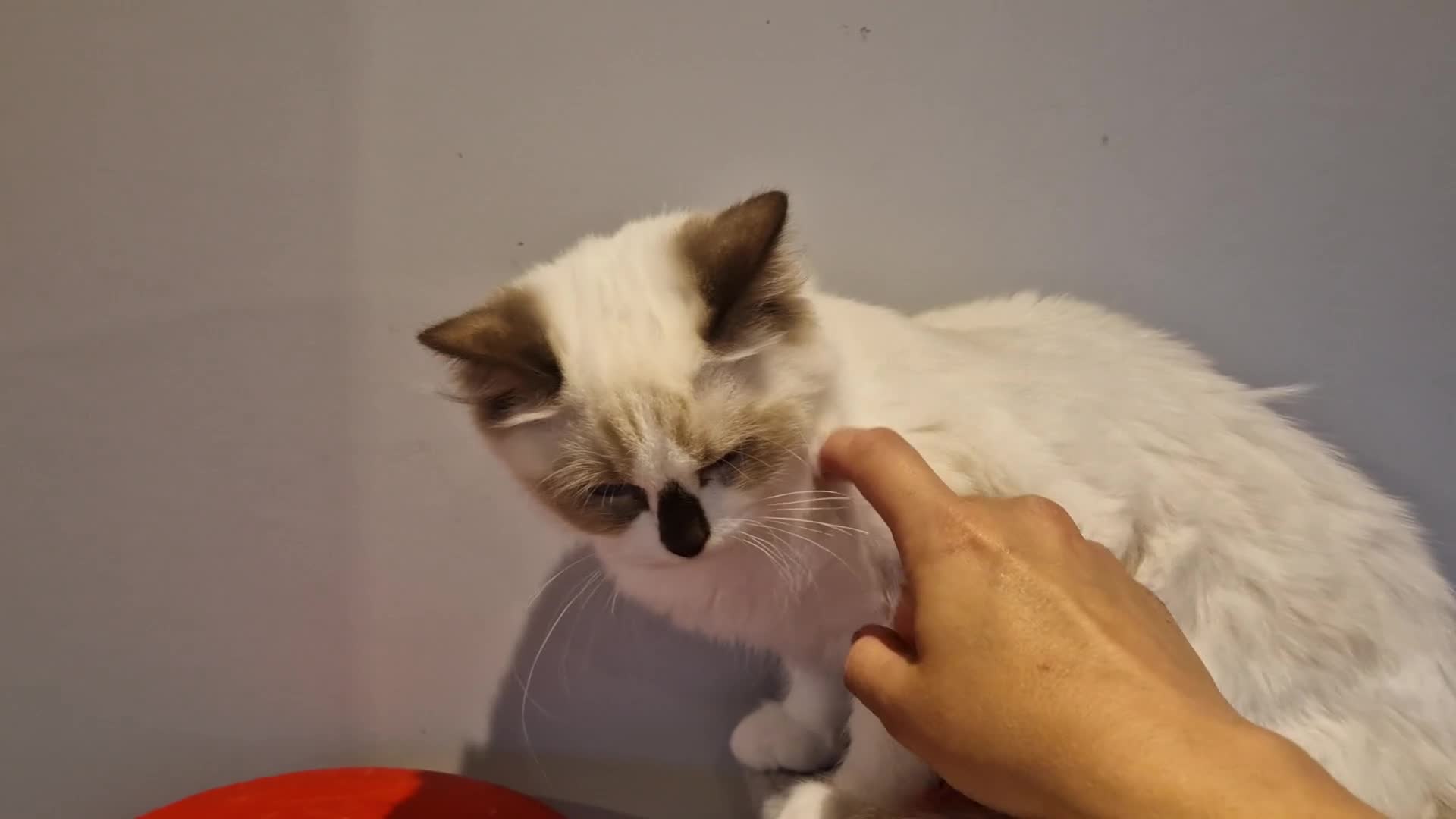 Ragdoll cats for sale: Gorgeous GCCF Ragdoll kittens READY NOW!!! - Video 3