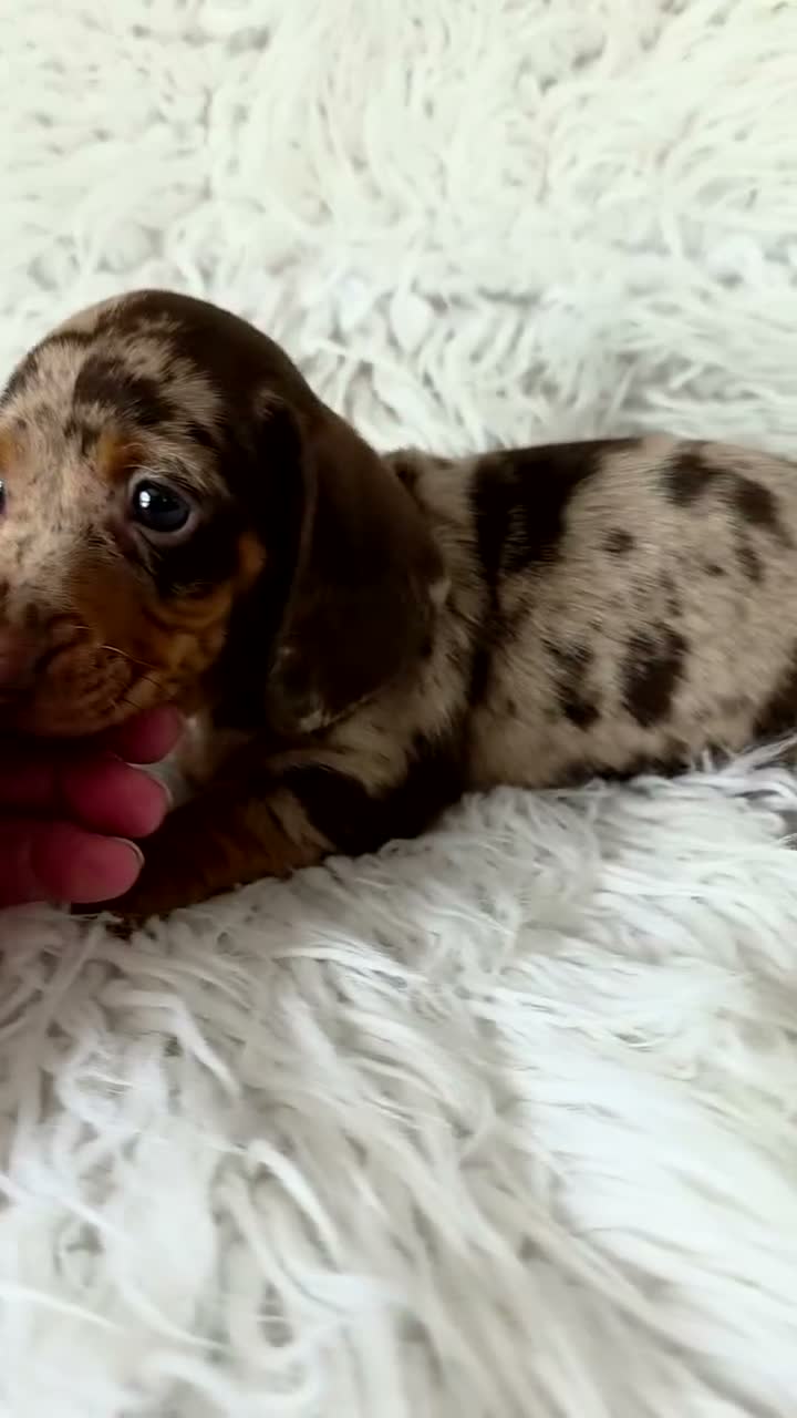 Miniature Dachshund dogs for sale: kc reg, pra clear daxi pups. 5* licensed breeder  - Video 2
