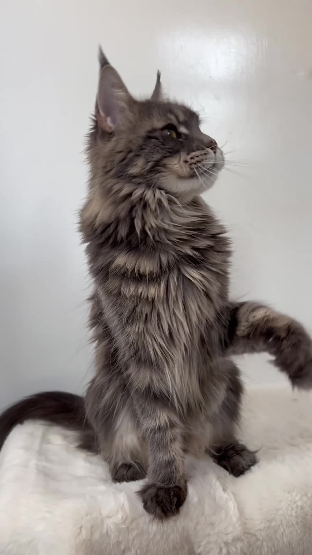 Maine Coon cats for sale: Ex queen female girl XXL Russian lines Maine Coon in Poole - Video 1