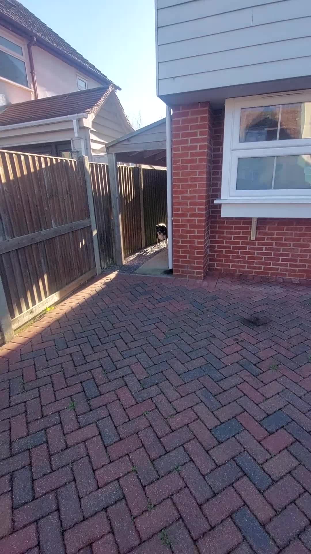 Border Collie dogs for sale: Female Short Hair Border Collie - Video 1