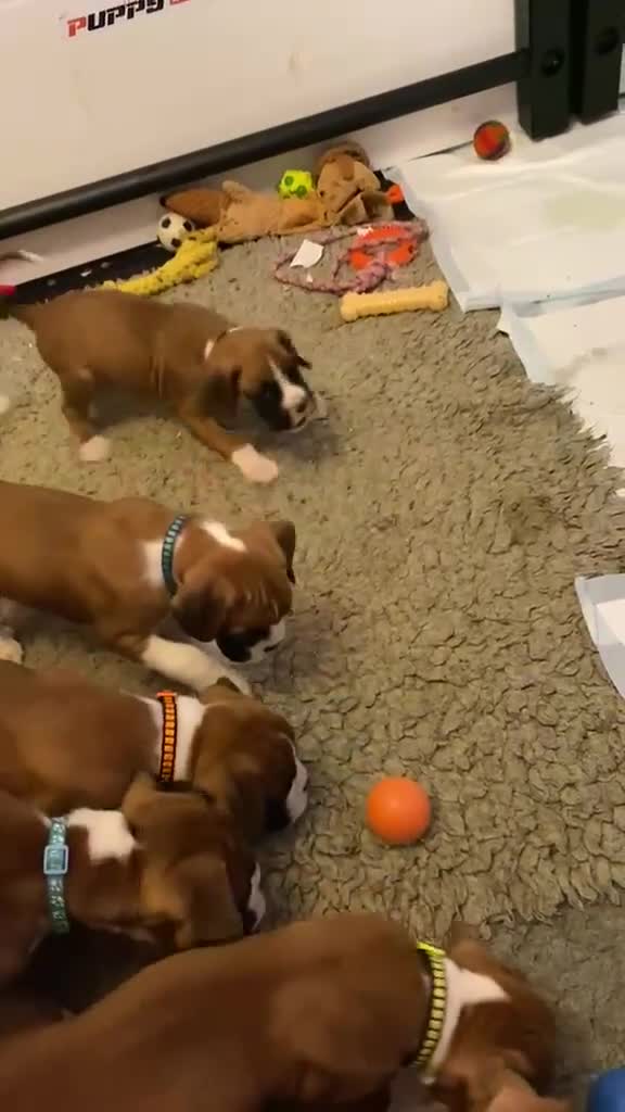 Boxer dogs for sale: Kc boxers for sale - Video 3