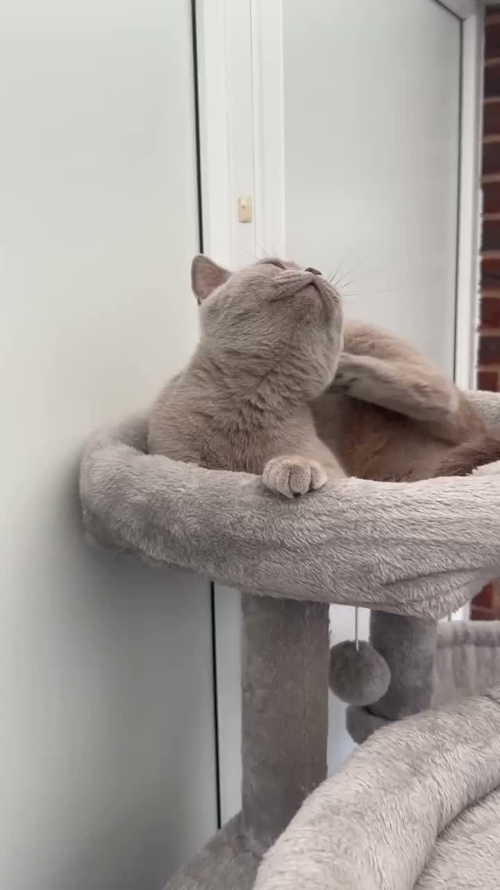 British Shorthair cats for sale: Gorgeous lilac British shorthair  - Video 2