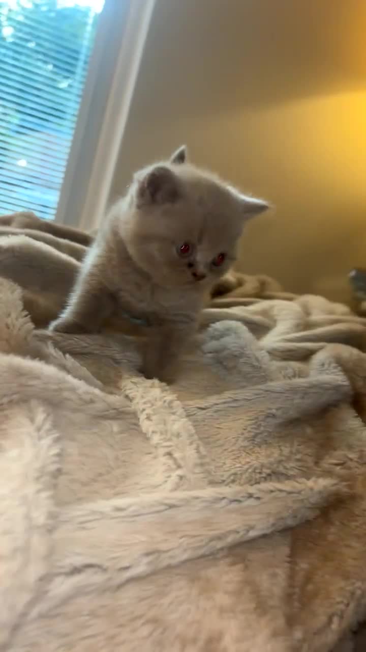 British Shorthair cats for sale: Beautiful British Shorthair Kittens  - Video 2