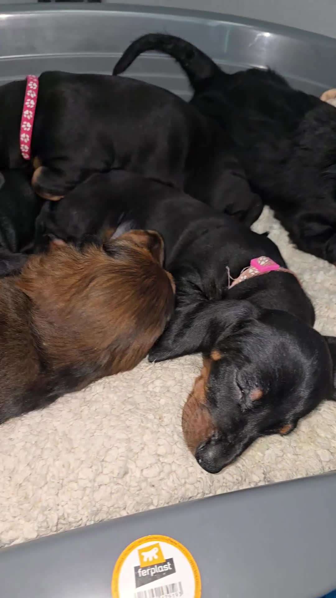 Dachshund dogs for sale: KC Standard Long Haired & Smooth Dachshund Puppies - Video 2