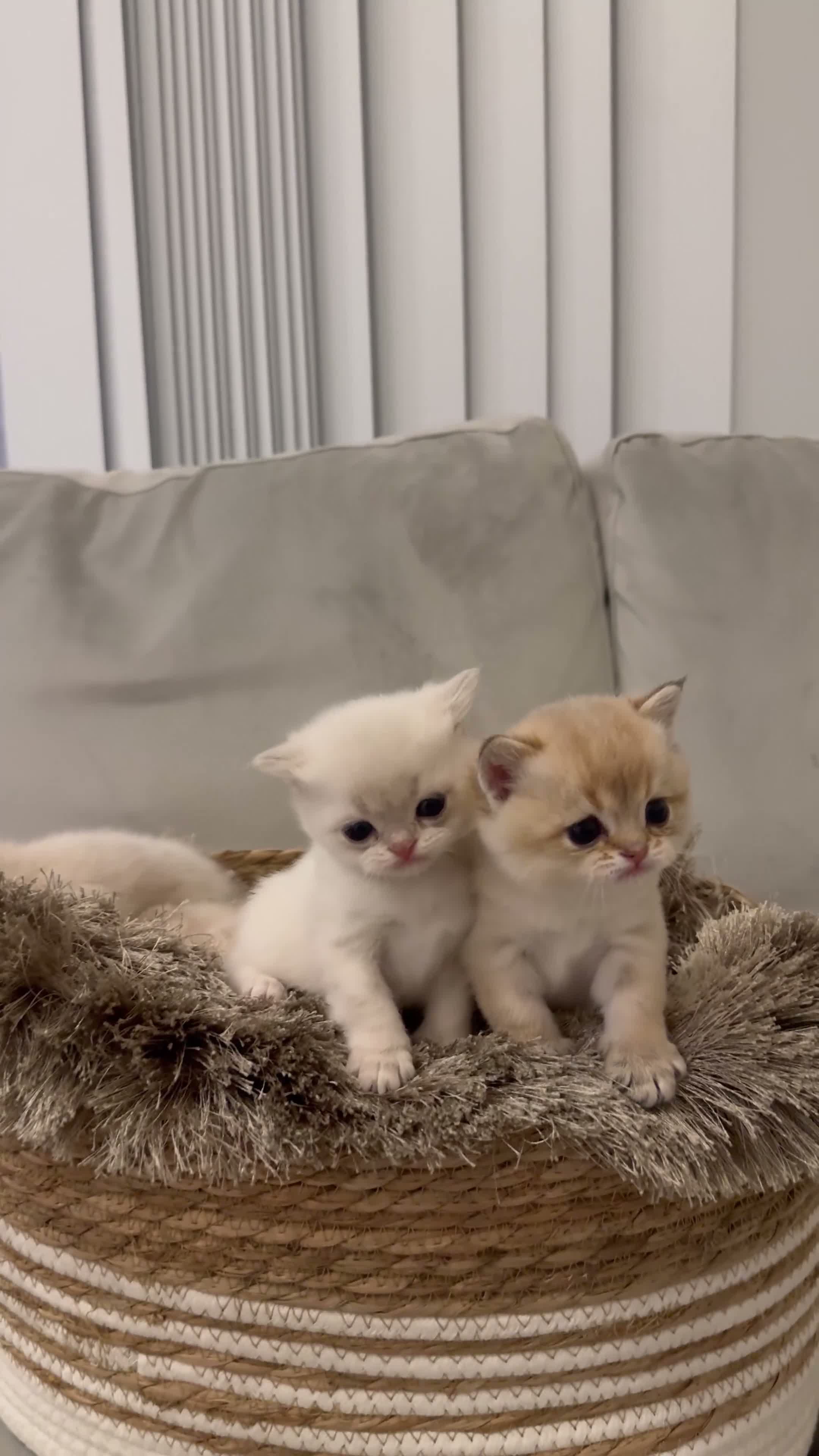 British Shorthair cats for sale:  British Golden Shorthair TikTok-sushikardi in London - Video 5