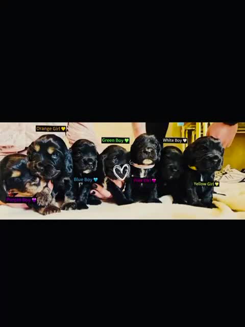 Cocker Spaniel dogs for sale: Pure Bred English Cocker Spaniel  in Liverpool - Video 1