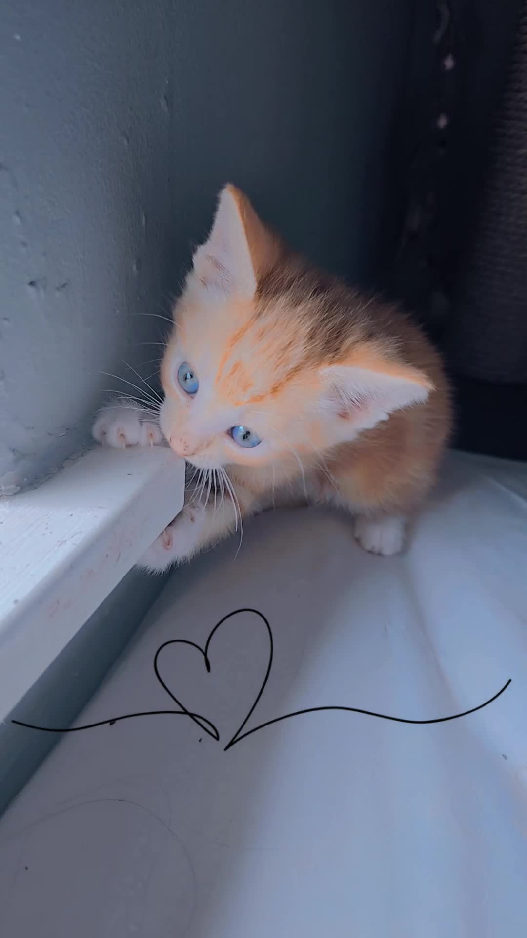 Mixed Breed cats for sale: Kittens for Sale - Video 4