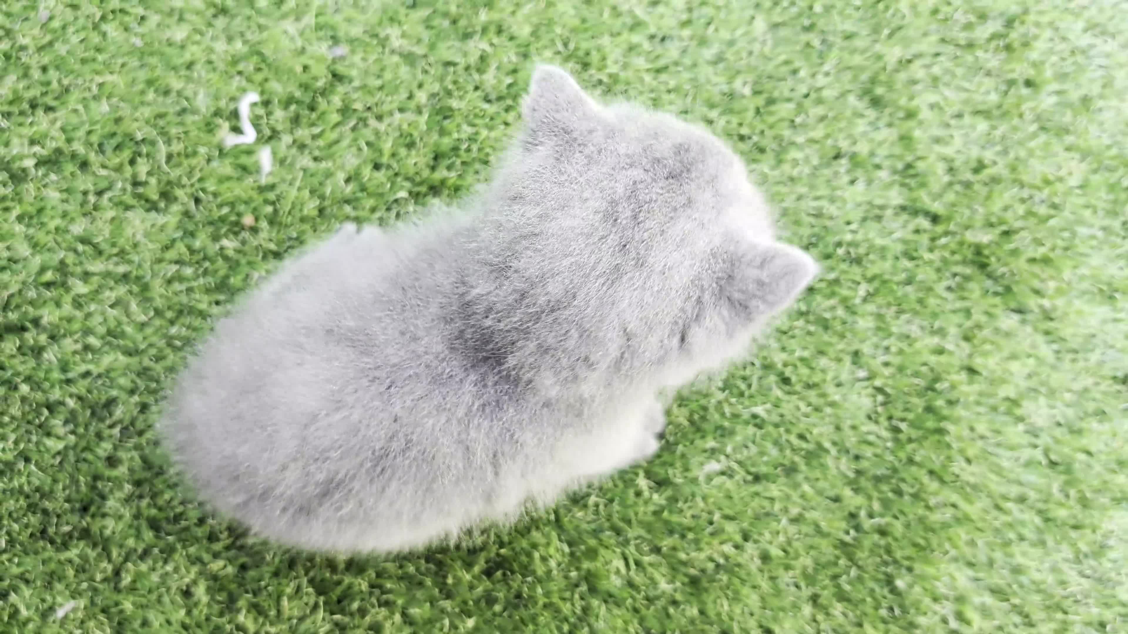 British Shorthair cats for sale: GCCF BSH KITTENS 2 BOYS 1 GIRL  - Video 2