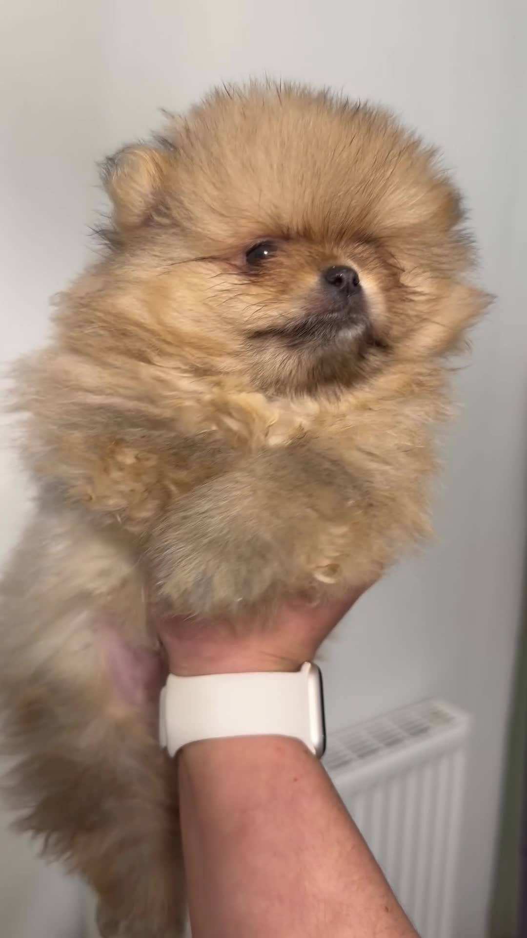 Pomeranian dogs for sale: Teddy bear faced boy 🐻  - Video 1