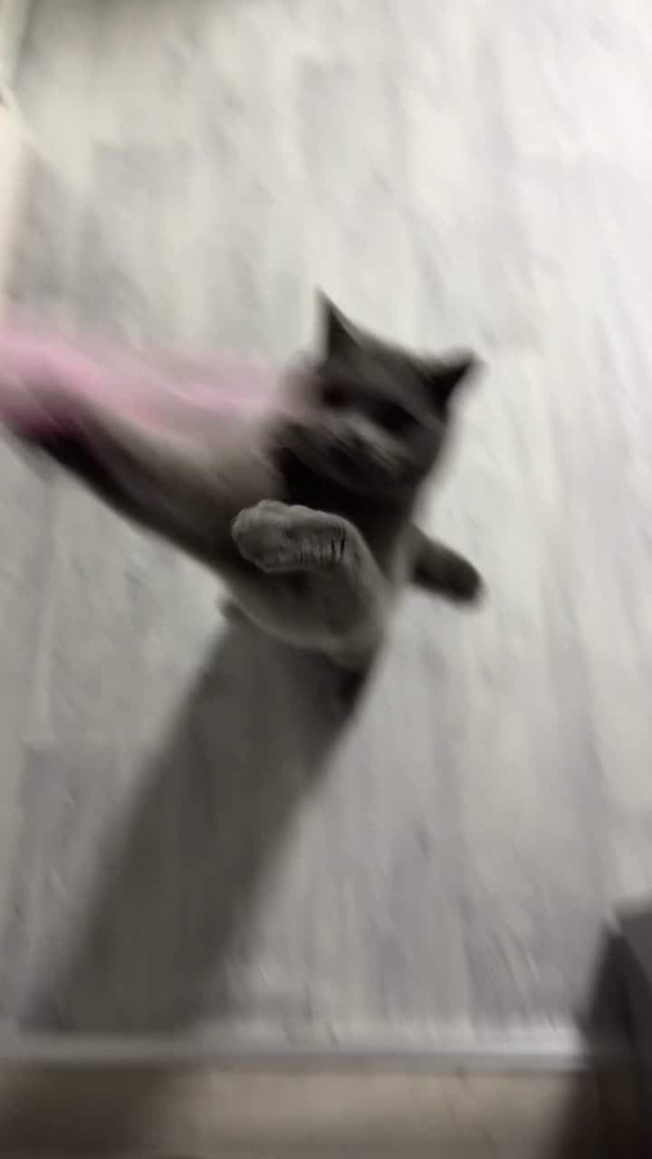 British Shorthair cats for sale: 10 month old Make British Shorthair  - Video 1