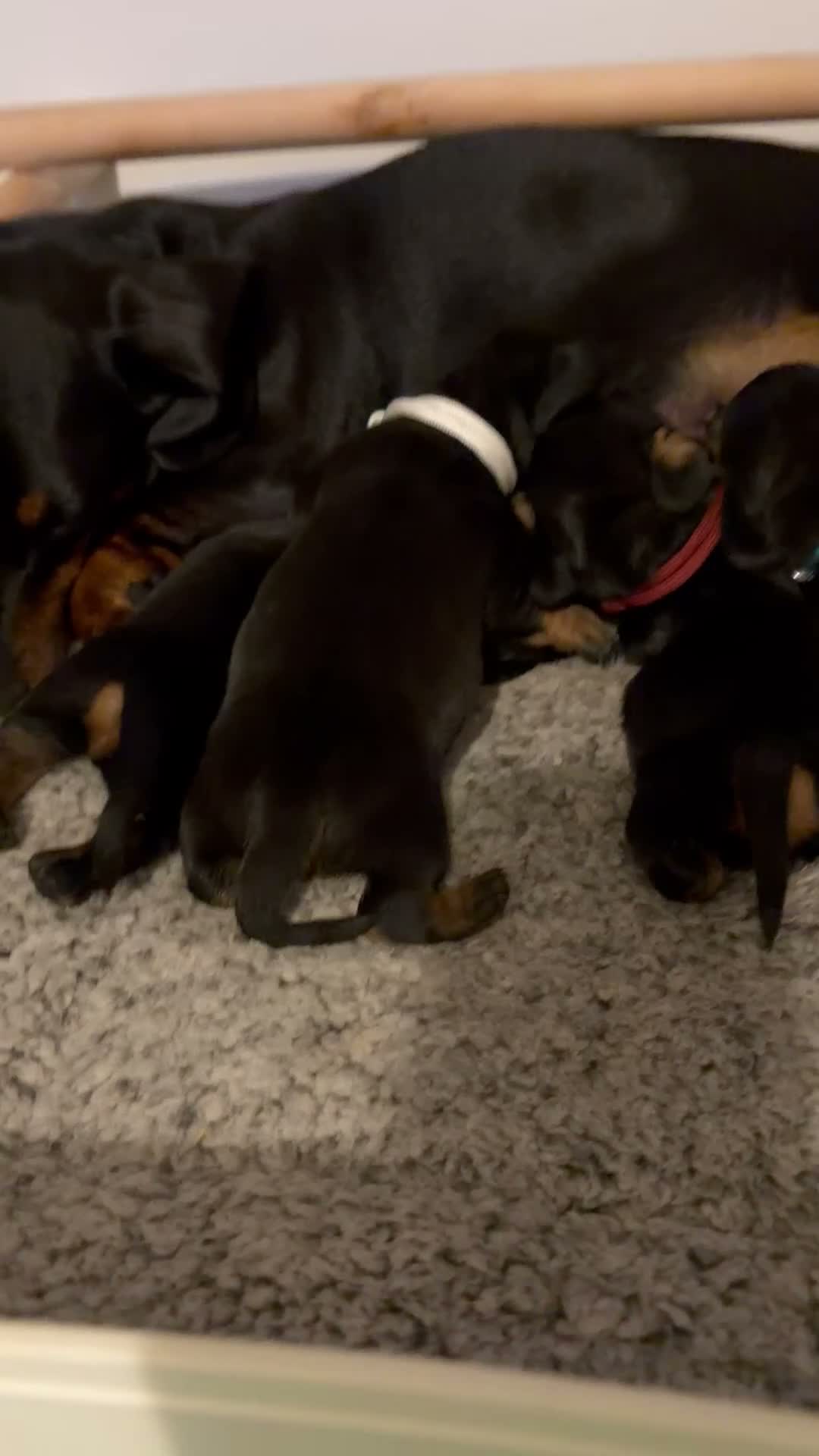 Miniature Dachshund dogs for sale: 4 male smooth hair miniature dachshund  - Video 2