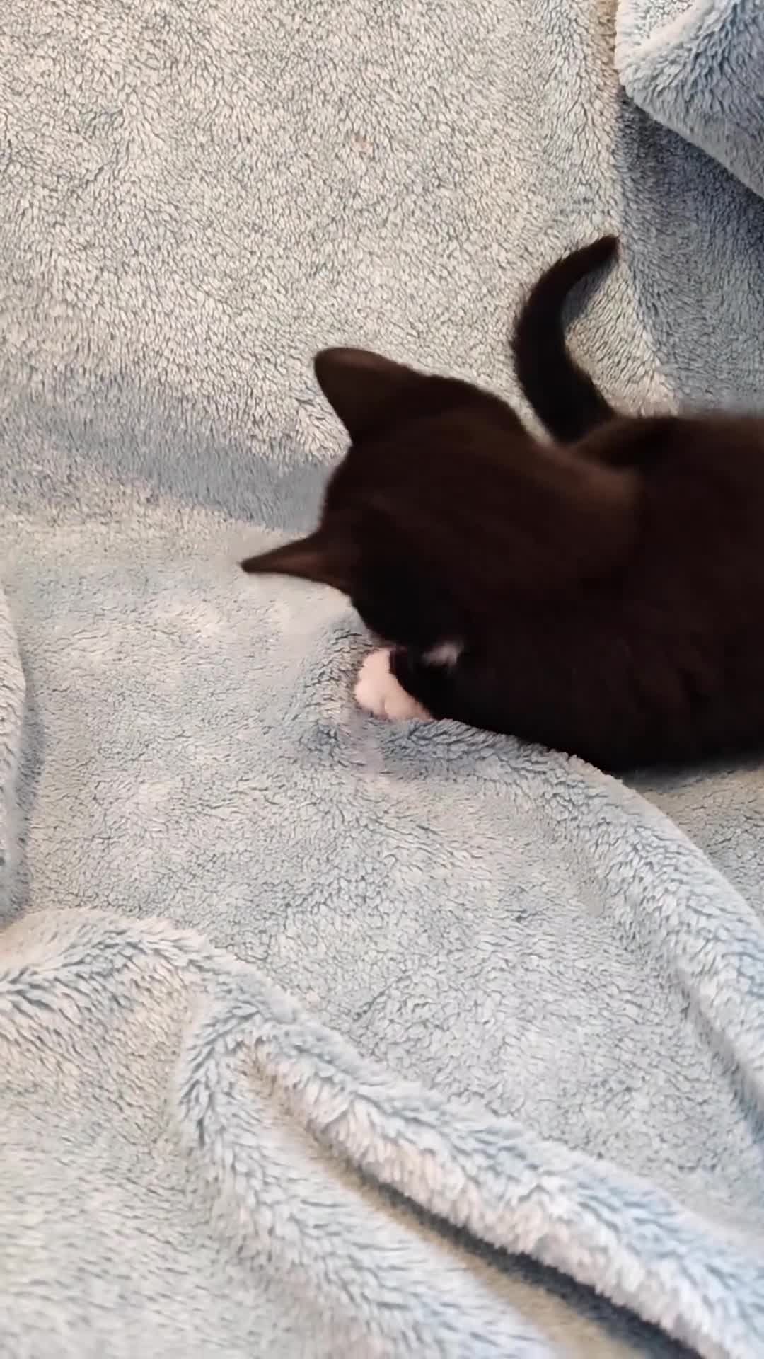 Mixed Breed cats for sale: MALE KITTENS VIDEOS - Video 4