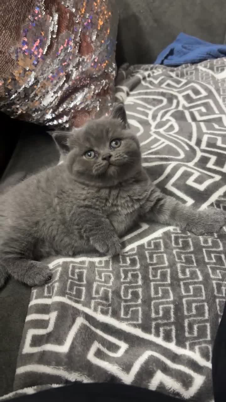 British Shorthair cats for sale: Chunky British blue kitten  - Video 2