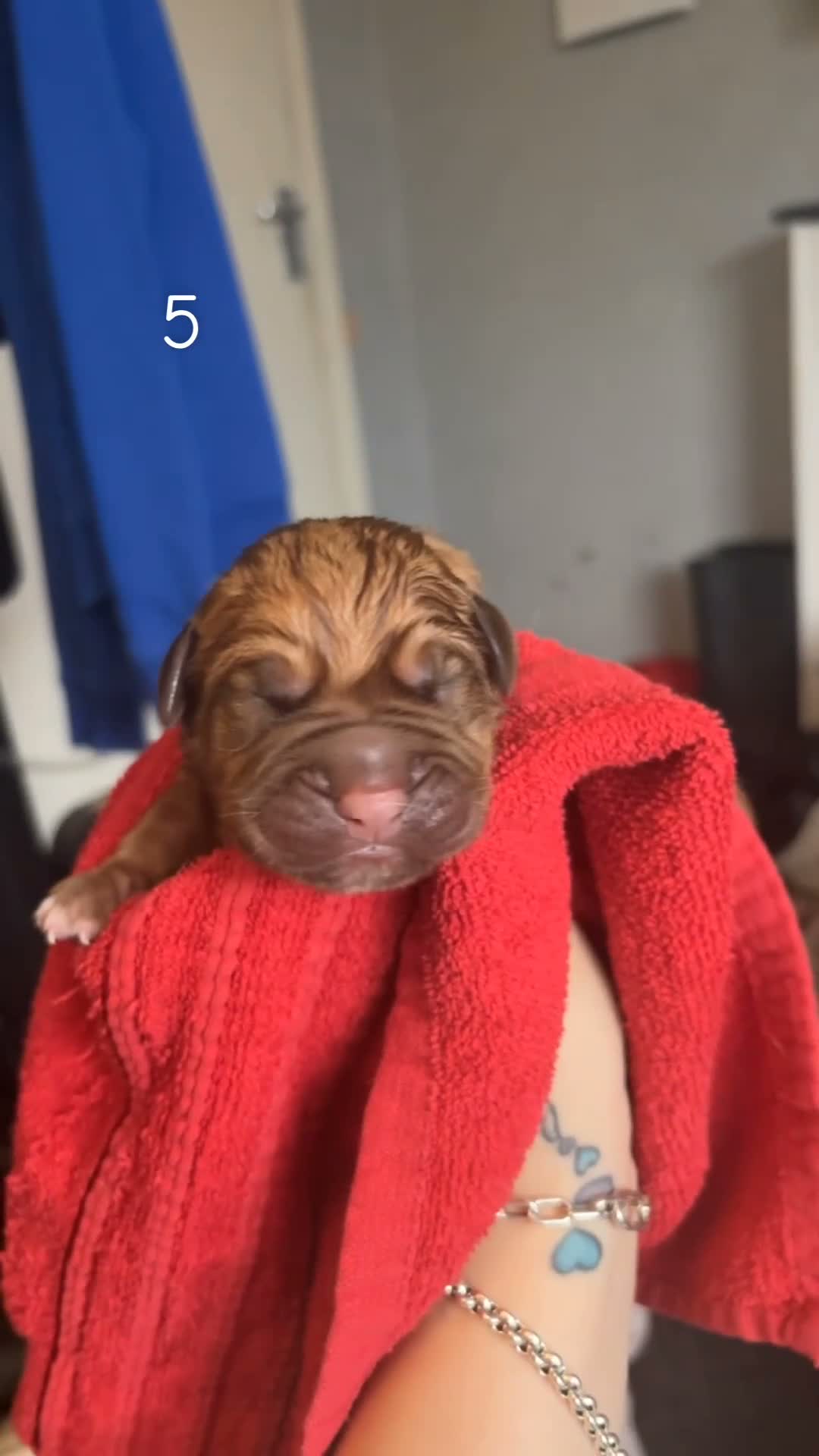 Mixed Breed dogs for sale: Dogue de Bordeaux x cane corso  - Video 3