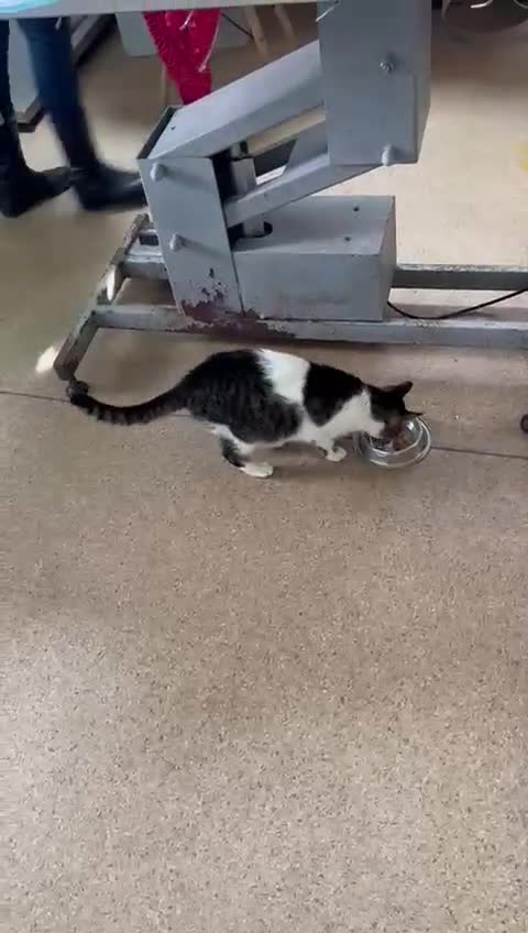 Mixed Breed cats for adoption: 🐾MALINA, a superb young girl, for a Loving Home🐾 in London - Video 2