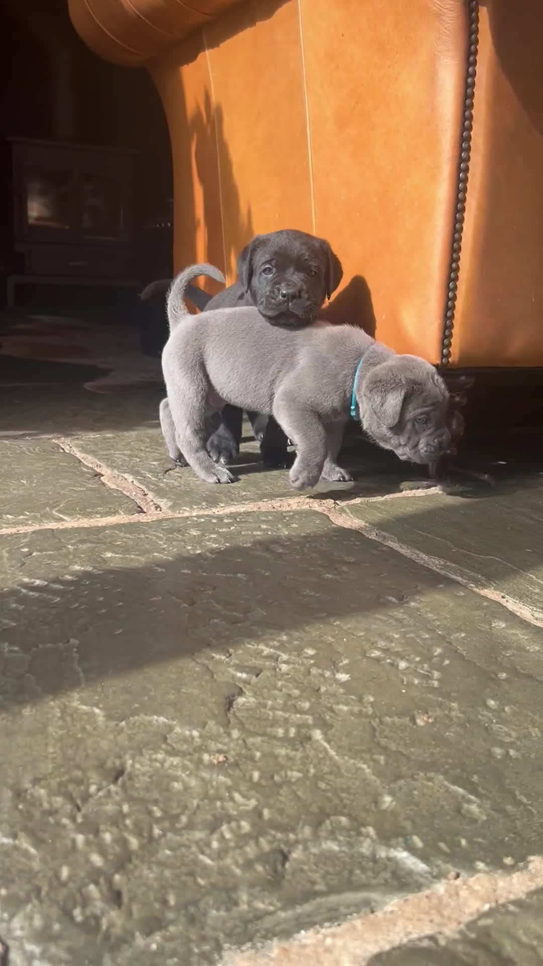 Cane Corso dogs for sale: Full Cane Corso, 1 Black Male remaining  in Newark - Video 1