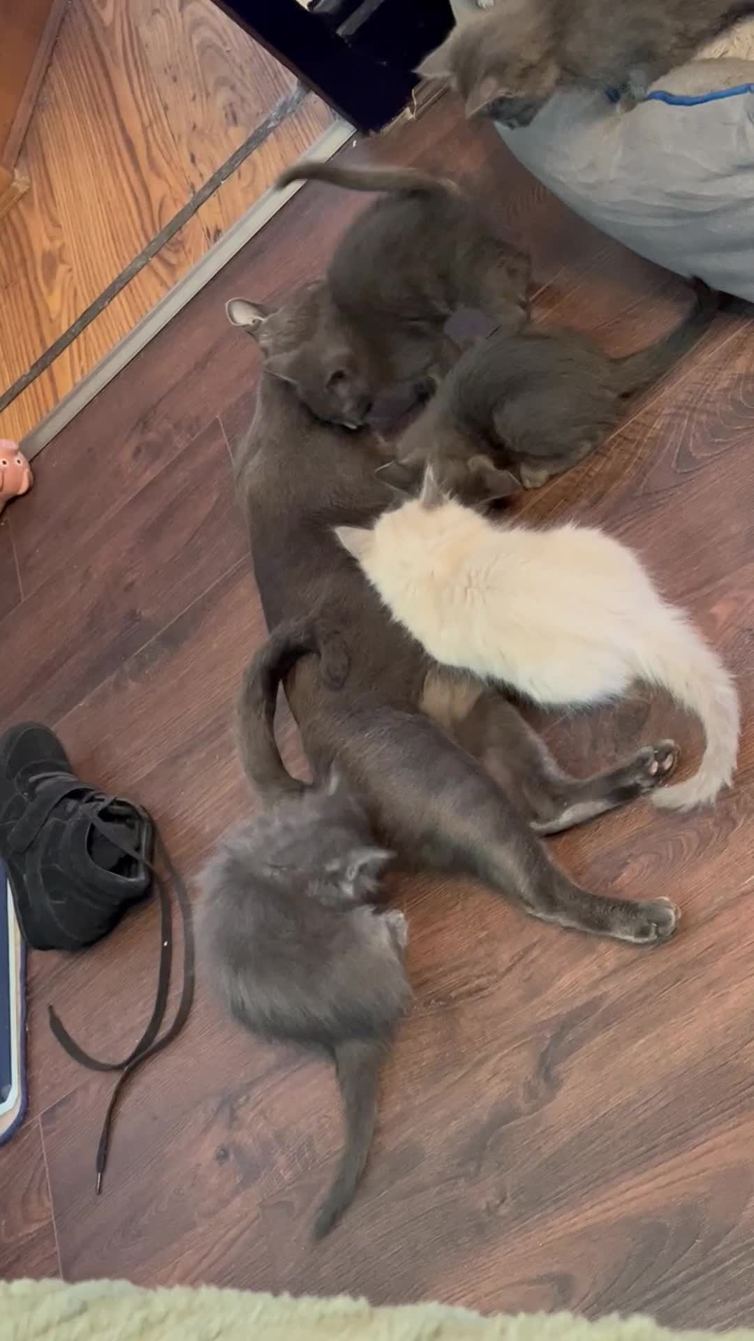 Oriental cats for sale: 5 STUNNING RAGAMESE/SIAMESE KITTENS - Video 2