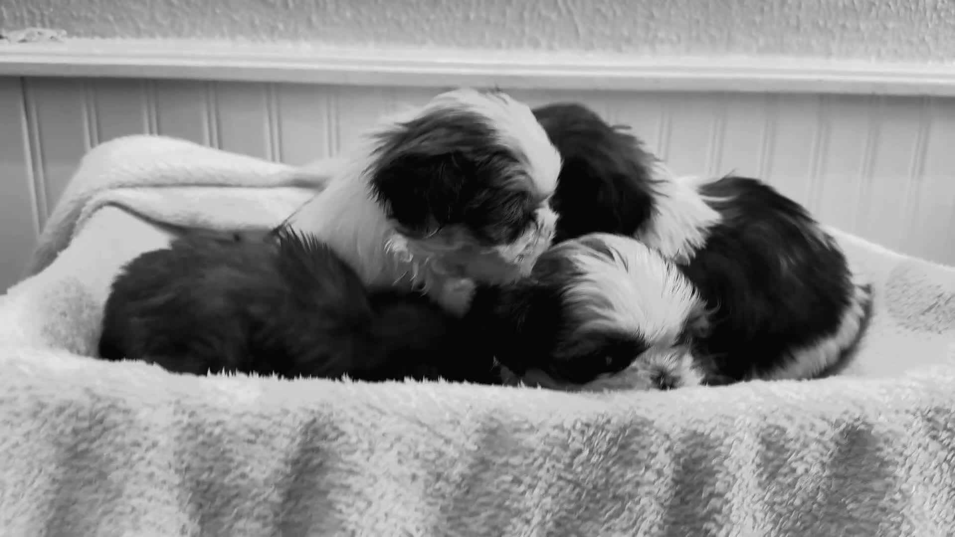 Shih Tzu dogs for sale: 3 Beautiful Shih Tzu girls left 🐶⭐️ - Video 1