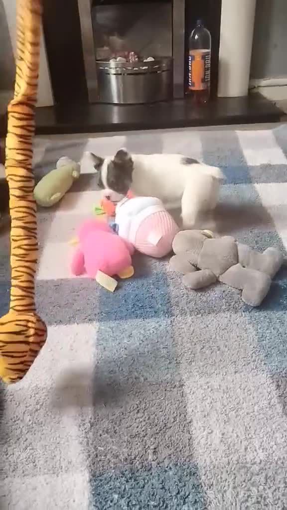 French Bulldog dogs for sale: Fluffy French bulldog boys  - Video 3