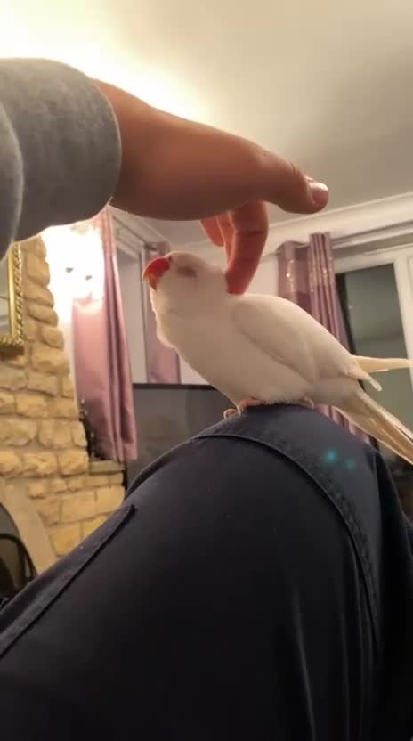 Ringnecks birds for sale: Ring neck  - Video 2