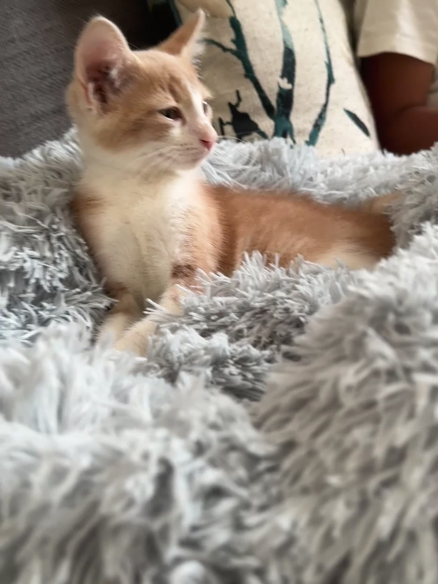 Mixed Breed cats for sale: Gorgeous friendly boy - Video 1