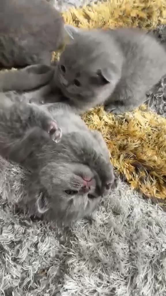 British Shorthair cats for sale: 7 Stunning British Shorthair Kittens  - Video 1