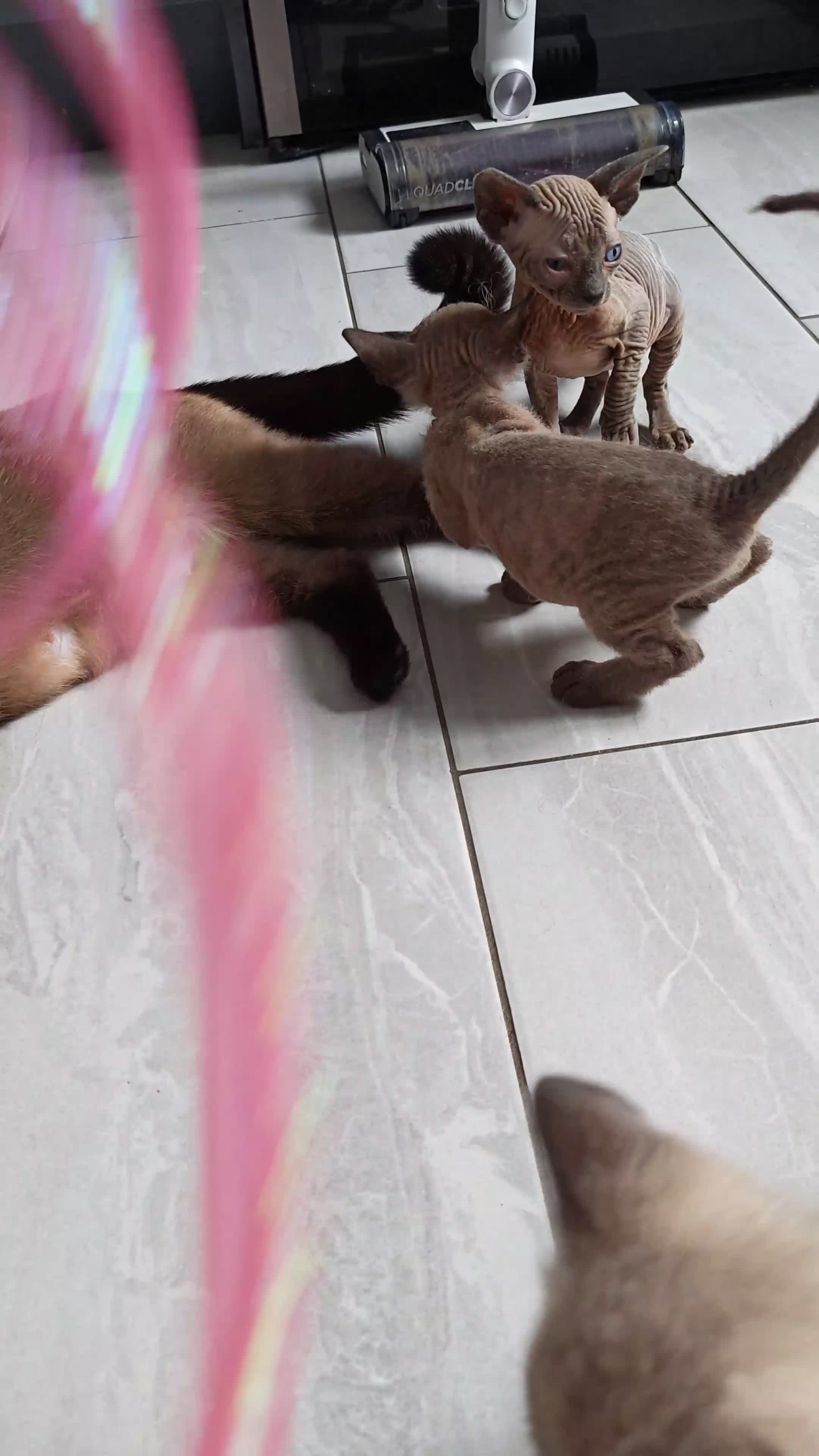 Mixed Breed cats for sale: Stunning sphynx x ragdoll kittens  - Video 2