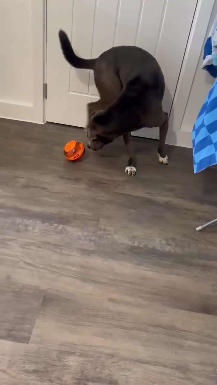 Mixed Breed dogs for adoption: Valour is available for foster or adoption - Video 1