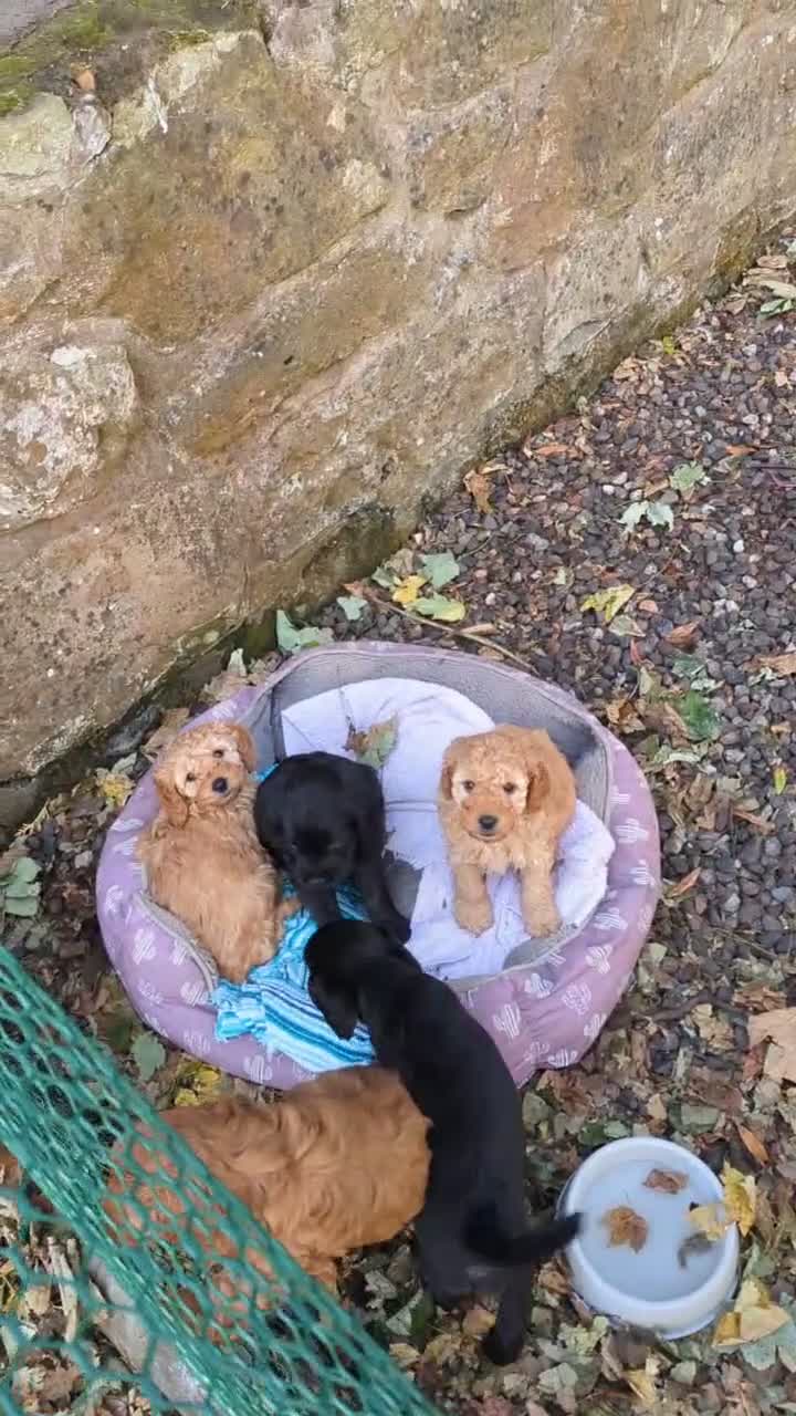 Cockapoo dogs for sale: One blonde curly haired and one black smoother. - Video 1