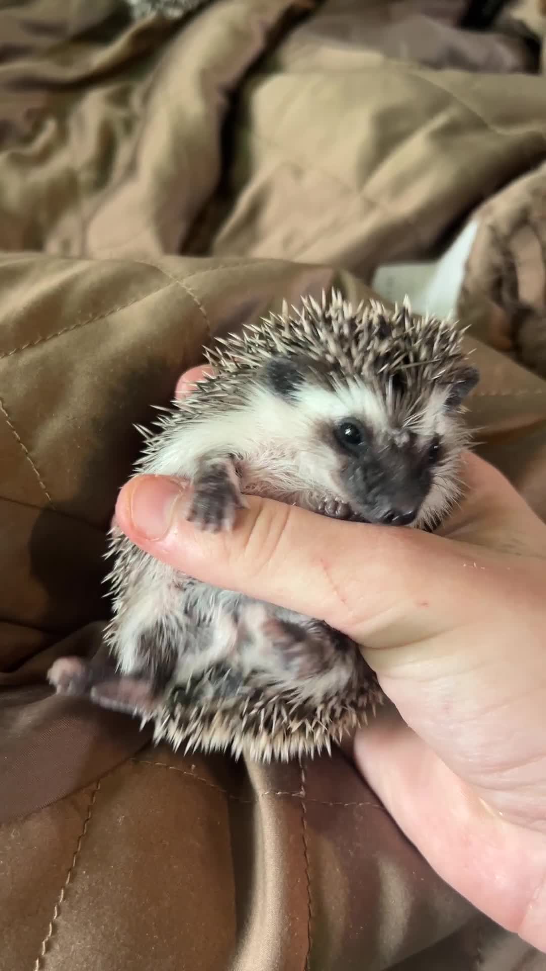 Pygmy Hedgehog rodents for sale: Two Gorgeous Hoglets for Loving Forever Homes - Video 3