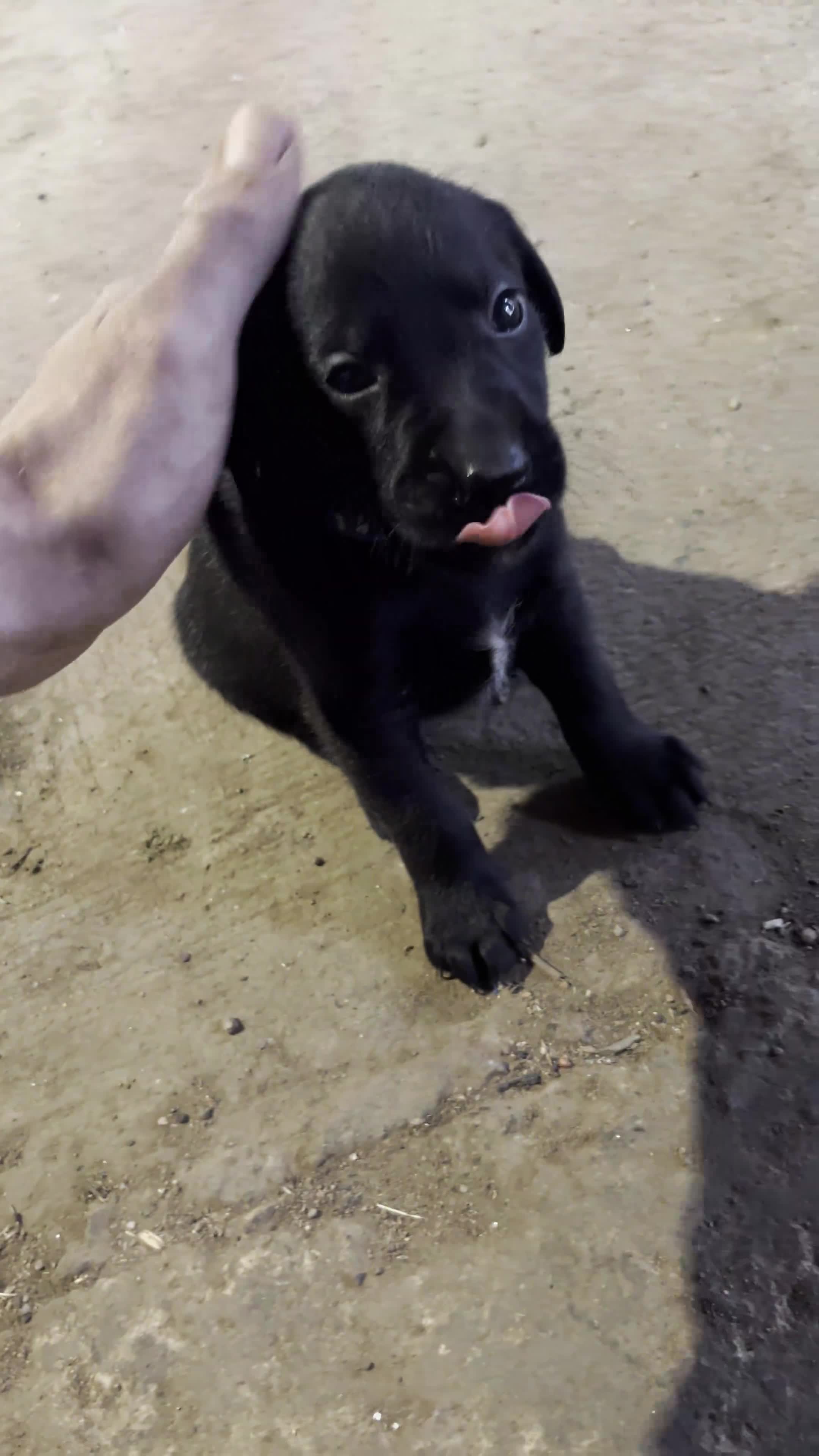 Labrador Retriever dogs for sale: Working Labrador Retriever Puppies - Video 4