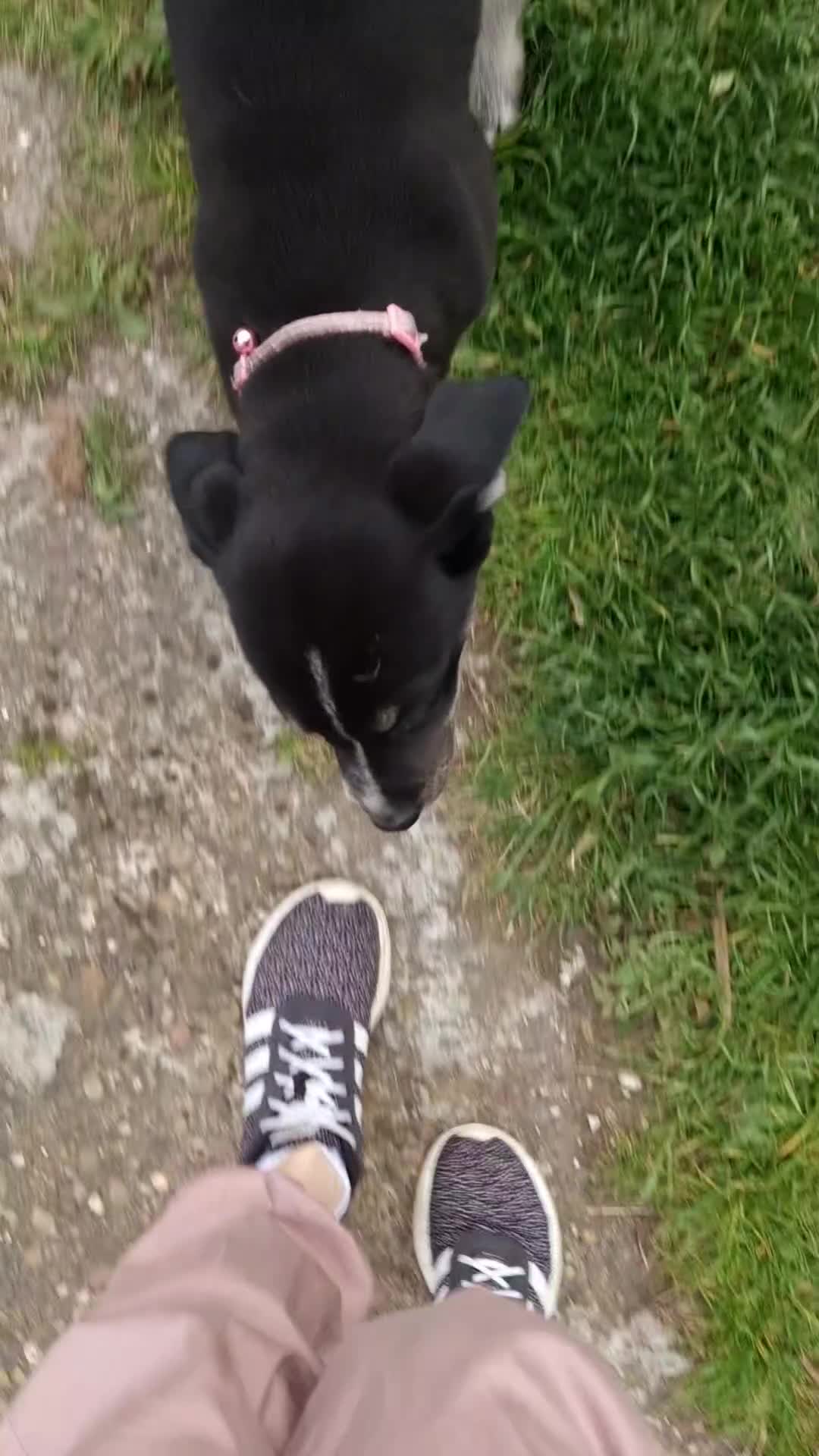 Mixed Breed dogs for sale: READY TO GO Unique Labrador and Husky female puppy - Video 1