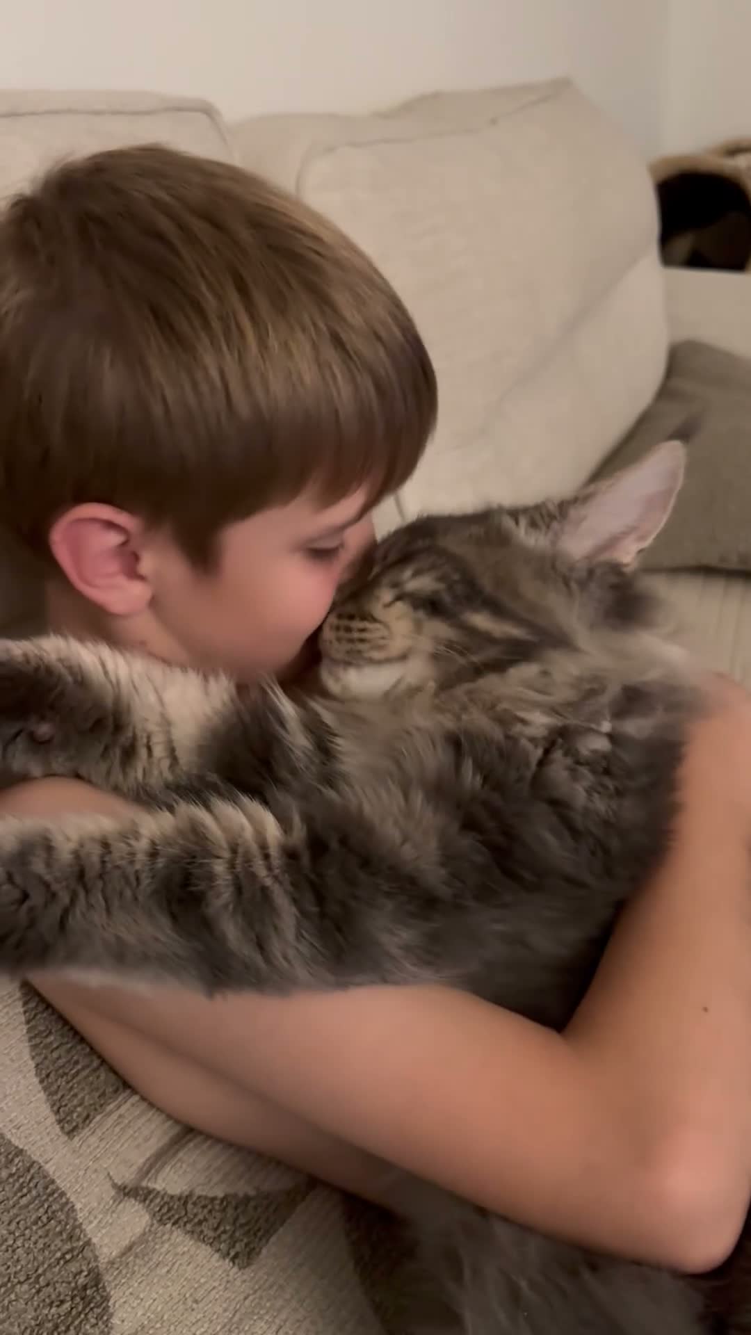 Maine Coon cats for stud: PURE MAINE COON – TREN AVAILABLE FOR STUD  - Video 2