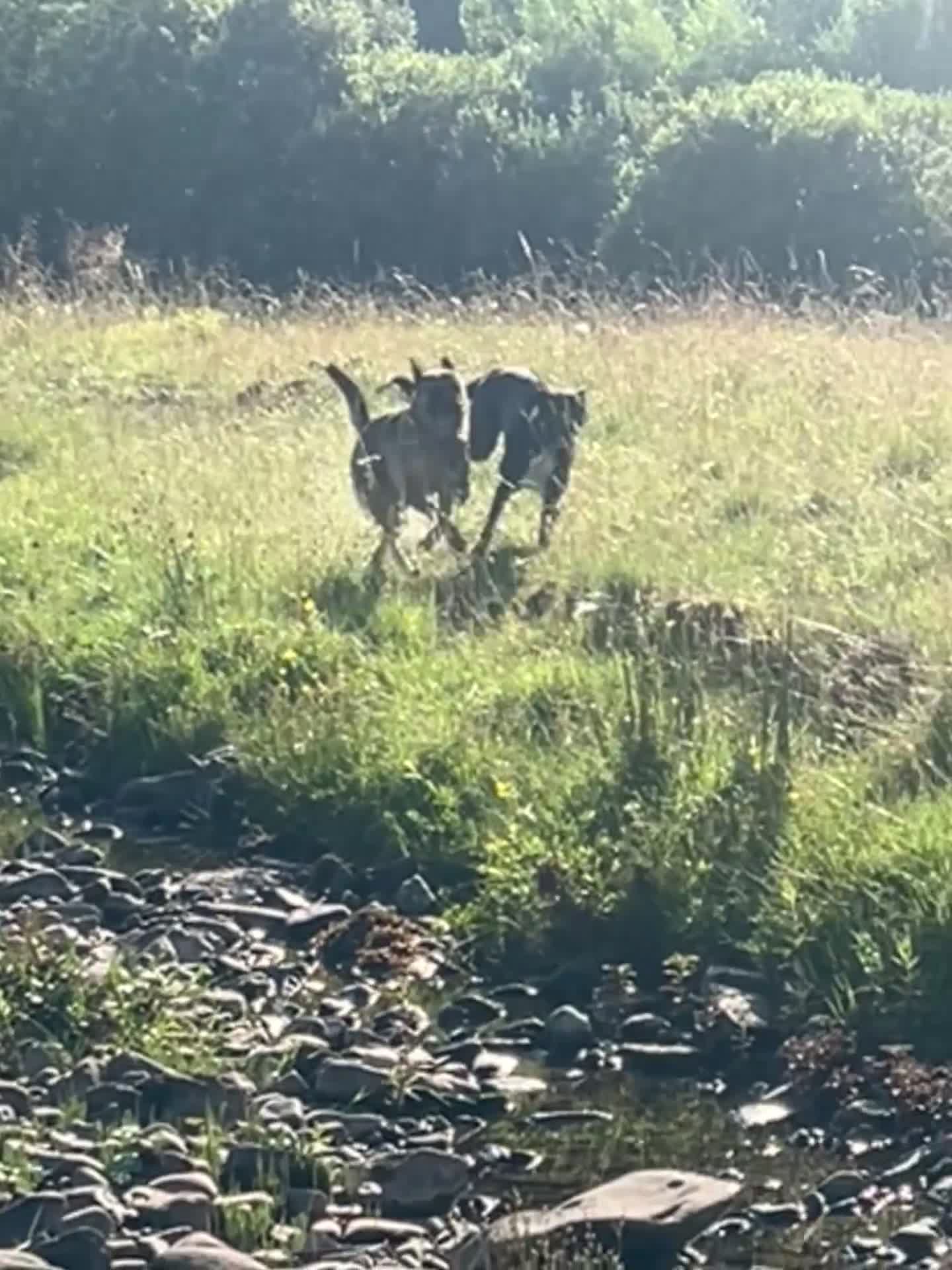 Mixed Breed dogs for sale: Belgian Malinois X  in Selkirk - Video 1
