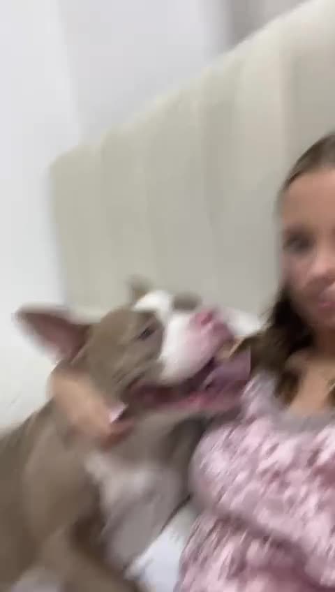 American Bully dogs for sale: Narla  - Video 1