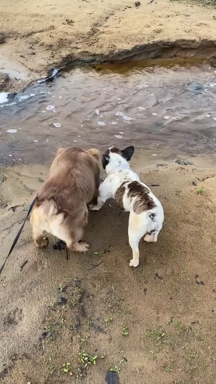 French Bulldog dogs for sale: NEWSHADE ISABELLA FLUFFY BOY - Video 1