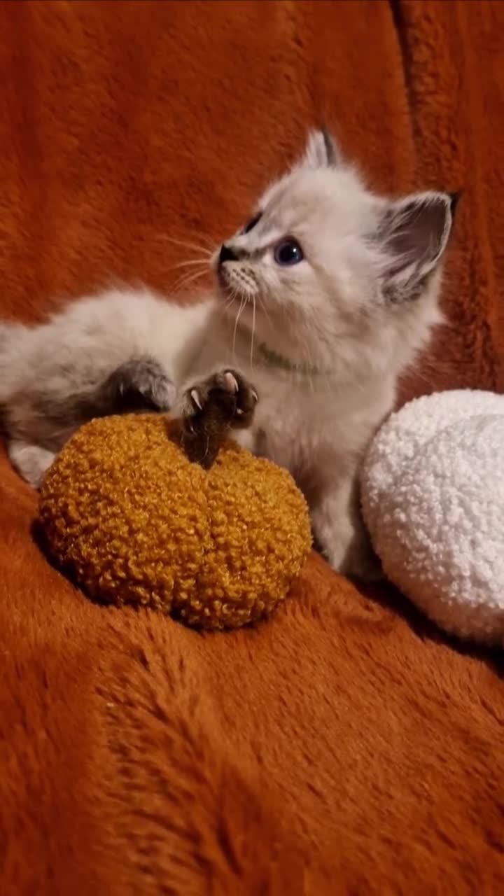 Ragdoll cats for sale: 🥰Fluffdoll Ragdoll Gorgeous Girls 🥰 - Video 3