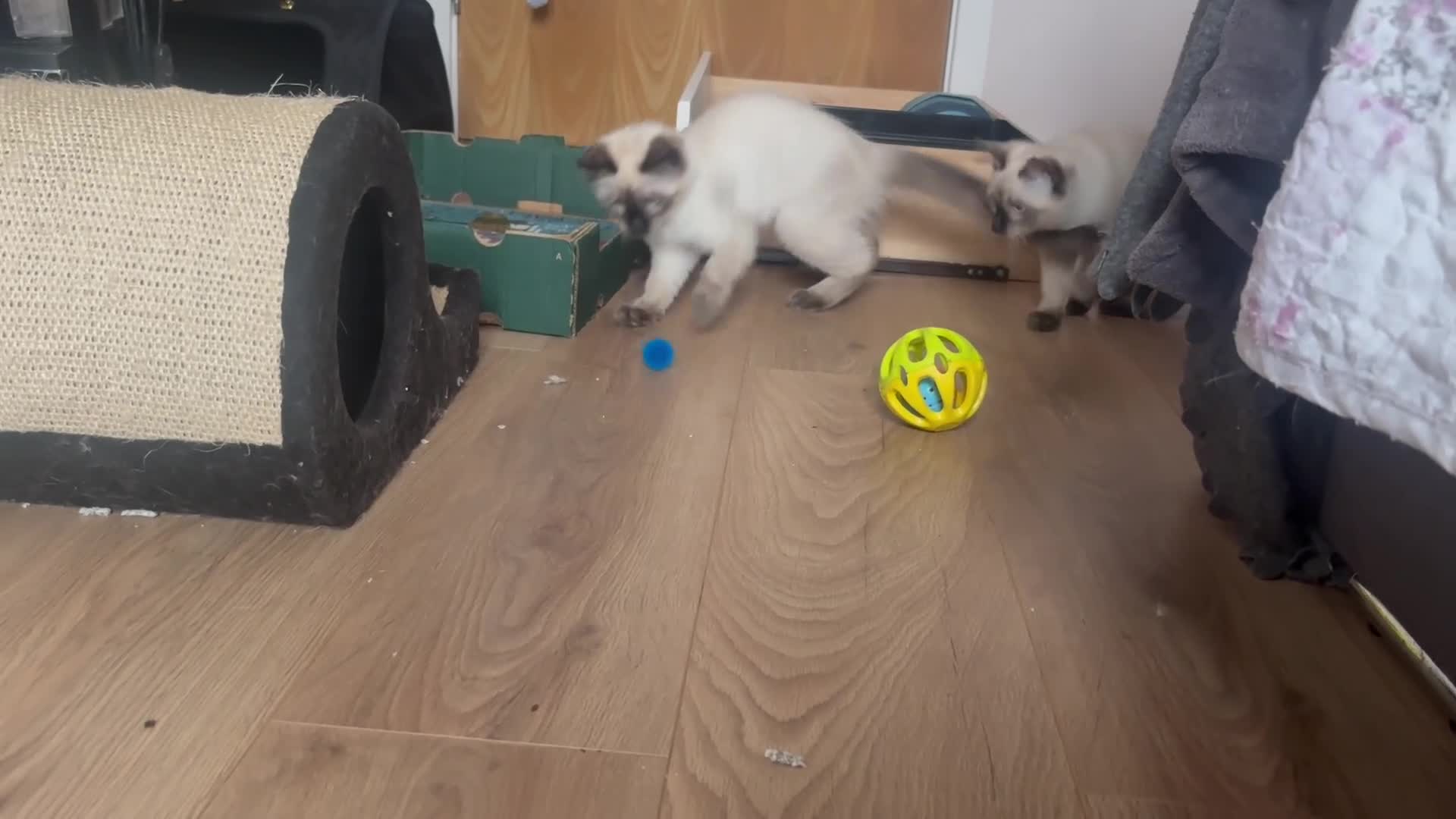 Siamese cats for sale: Siamese cross ragdoll adorable and cutest kittens  - Video 1