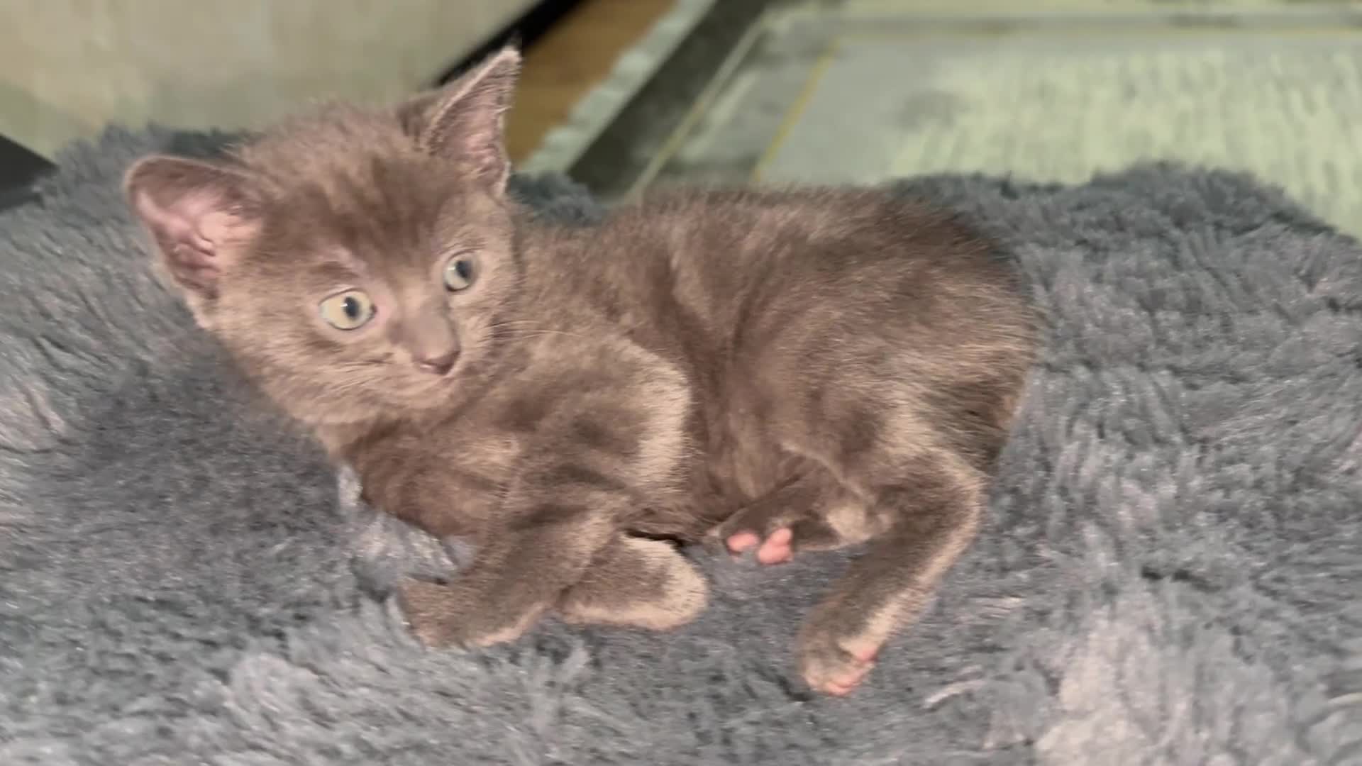 British Shorthair cats for sale: Adorable Sweet Soft British Shorthair Tabby Mix  - Video 1