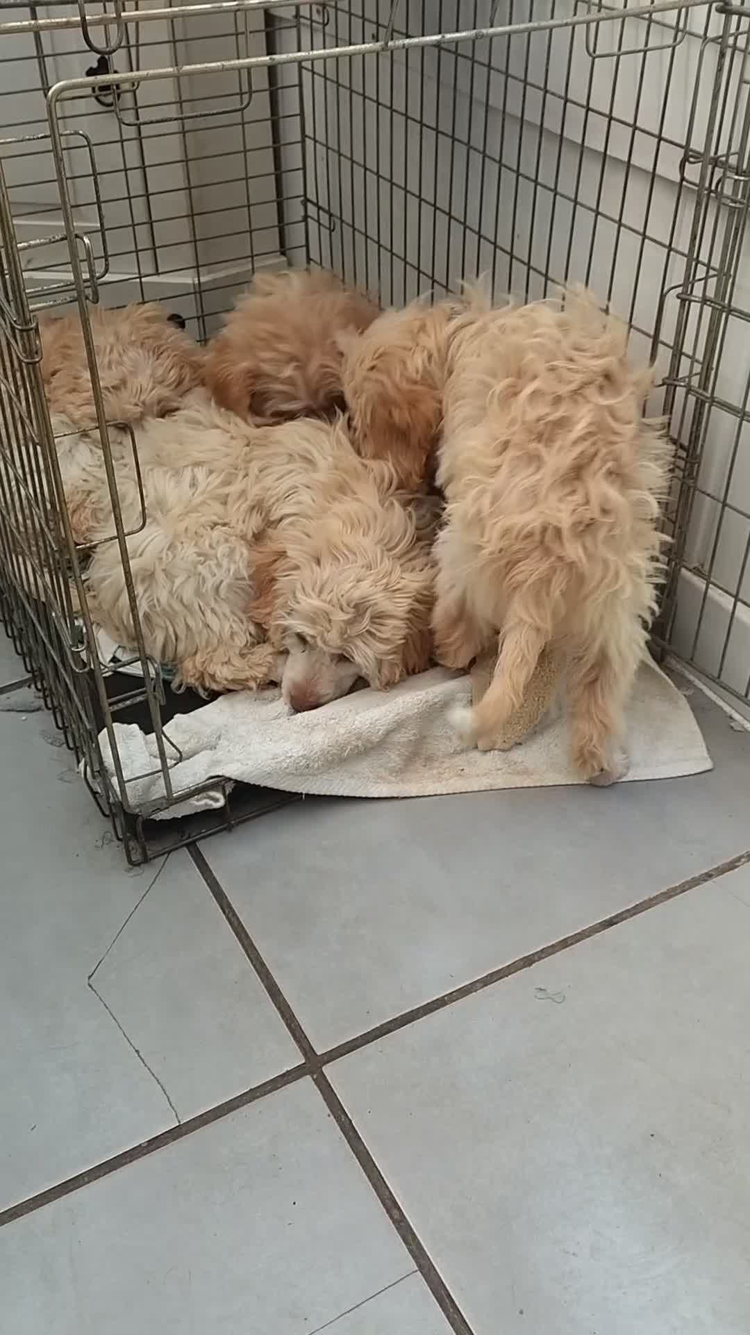 Cockapoo dogs for sale: Four girls left - Video 1