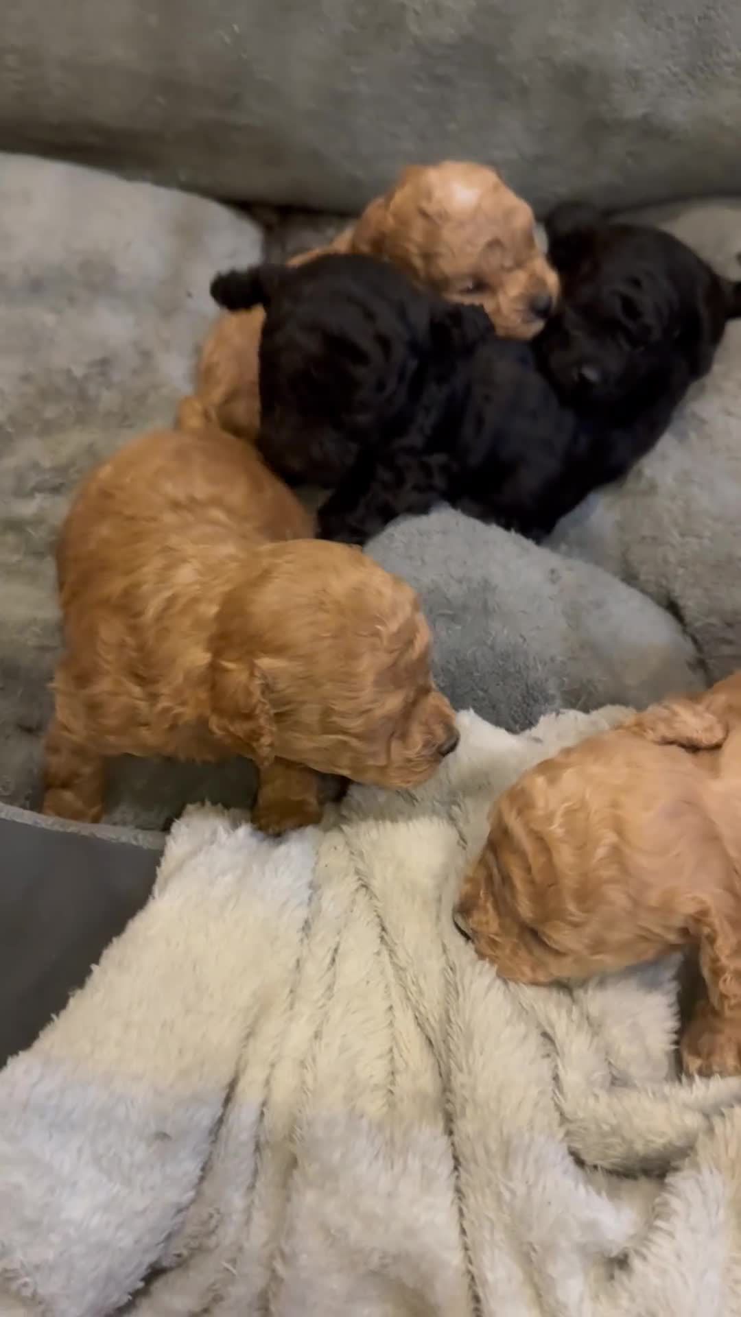 Toy Poodle dogs for sale: Beautiful half Asian puppies 🐻❤️ - Video 3