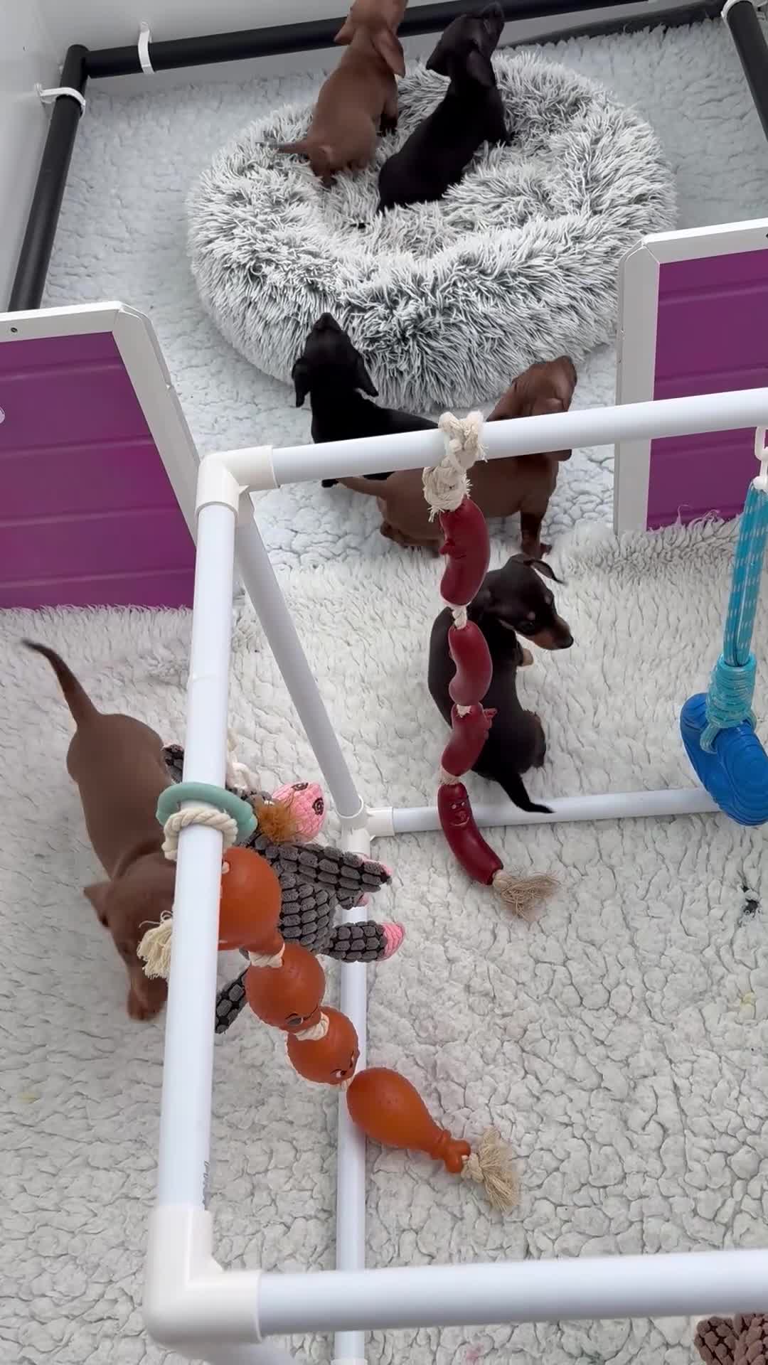 Dachshund dogs for sale: Miniature Smooth Haired Dachshunds  - Video 1