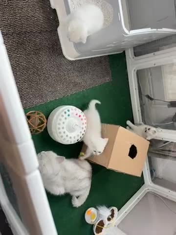 British Shorthair cats for sale: 😻TICA British Shorthair kittens 😻 - Video 1