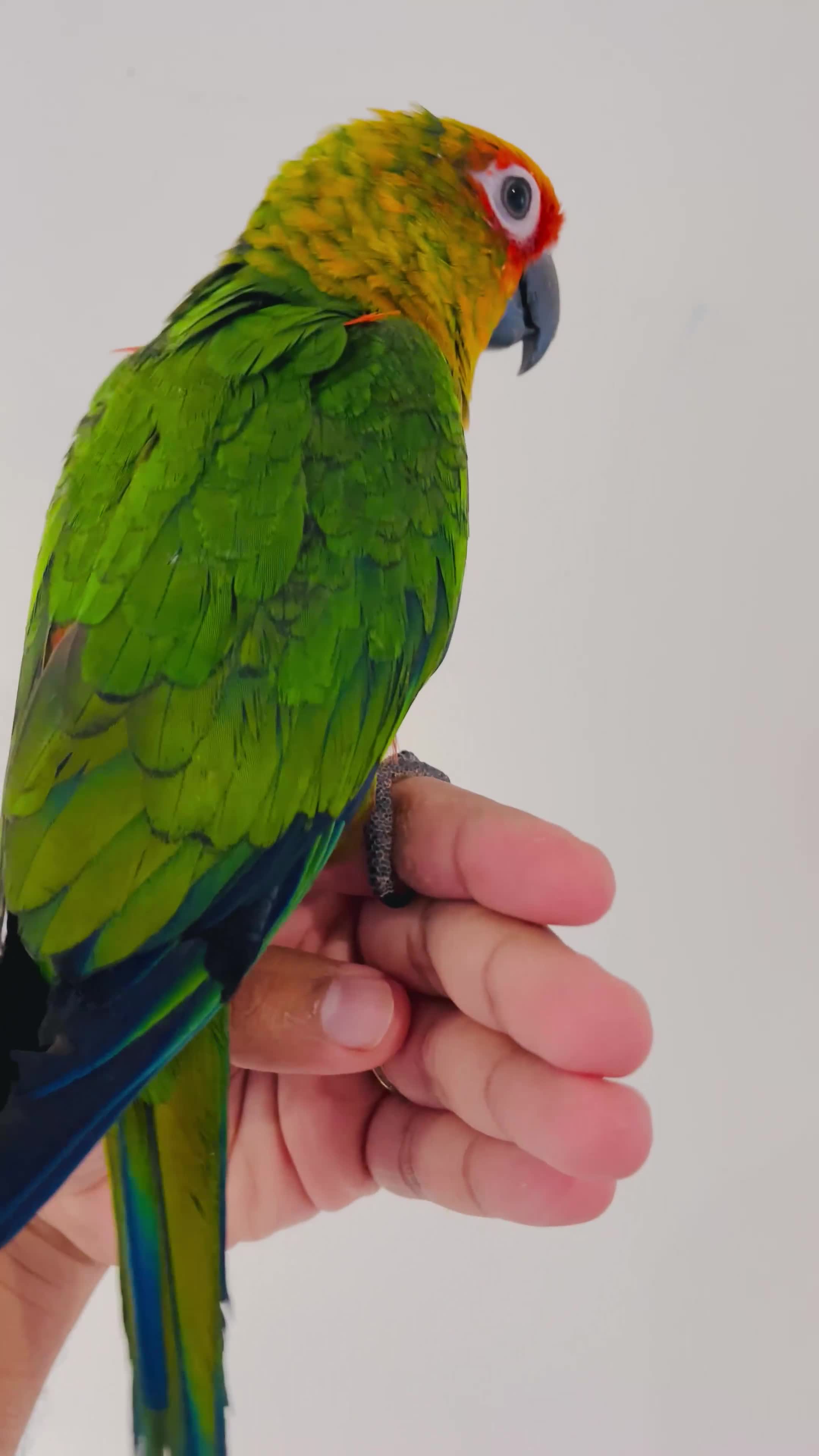 Conures birds for sale: Hand reared conures for sale - Video 2
