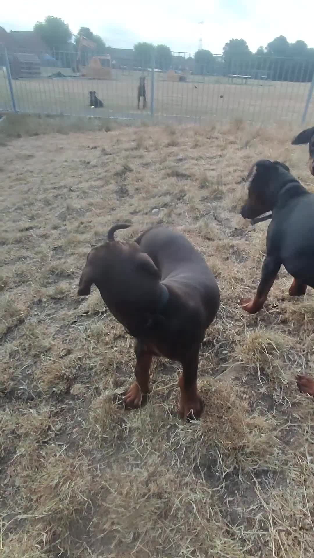 Dobermann dogs for sale: Adorable Doberman puppies  - Video 1